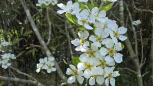 floraison de printemps