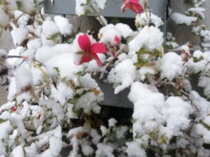 fleur sous la neige