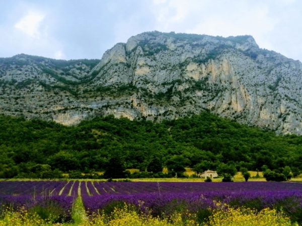 lavande de provence