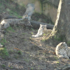 Panthères des neiges