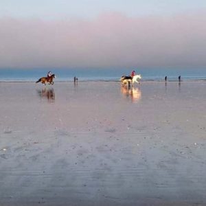 Chevaux dans la brume