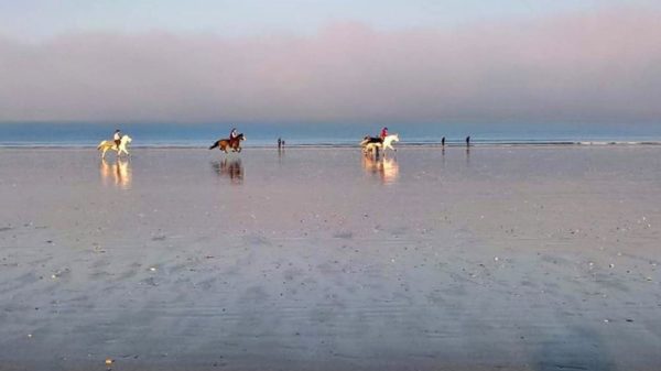 Chevaux dans la brume